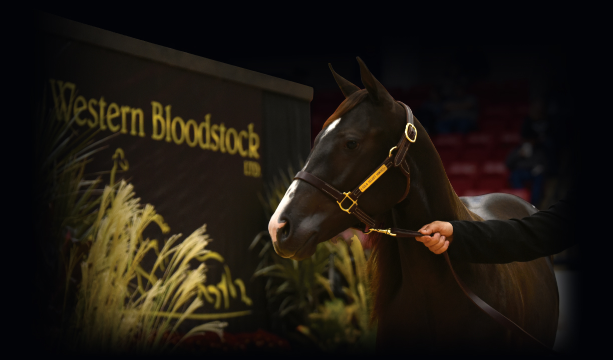 2024 NRCHA Snaffle Bit Futurity Sales Western Bloodstock, Ltd.