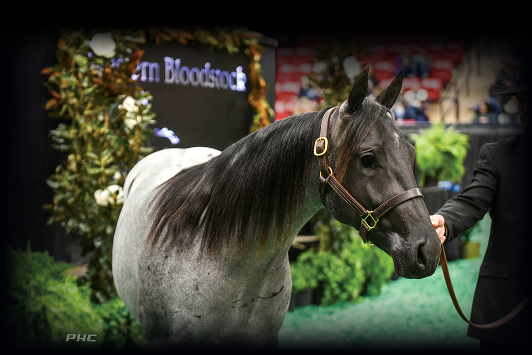 NCHA Futurity Sales Western Bloodstock, Ltd.